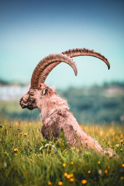 España Ibex 35 Copa Mundo