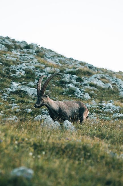 Ibex 35, Digi, petróleo